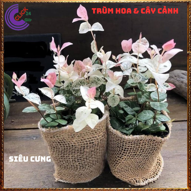 COMBO 2 CHẬU THẰN LẰN CẨM THẠCH DÂY LEO BÁM TƯỜNG GIỐNG MỚI TUYỆT ĐẸP ⏰TRÙM HOA VÀ CÂY CẢNH