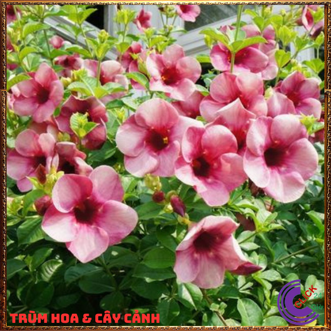 CHẬU CÂY HOA HUỲNH ANH TÍM BÔNG TO ĐẰM THẮM SIÊU XINH NỞ QUANH NĂM⏰ TRÙM HOA VÀ CÂY CẢNH