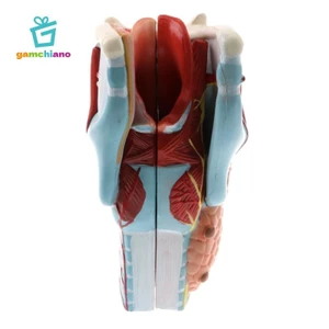 Gamchiano Magnification 2X Human Pharynx Larynx Model - 5 bộ phận có thể tháo rời, Đồ dùng sống động,