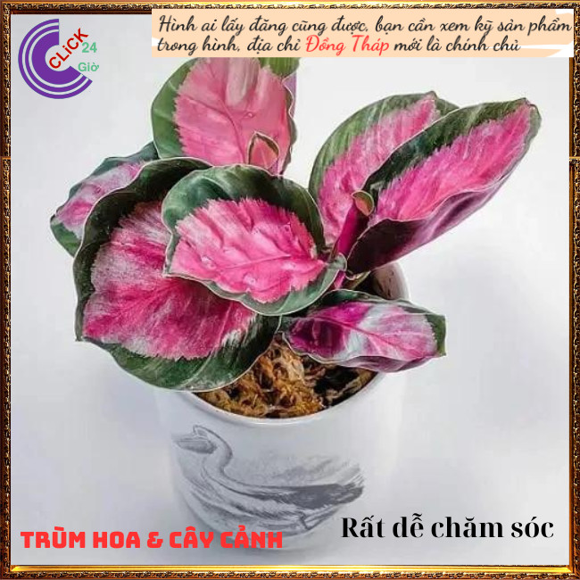 Cây đuôi công hồng cây trong nhà để bàn làm việc, lọc không khí hút⏰ TRÙM HOA VÀ CÂY CẢNH