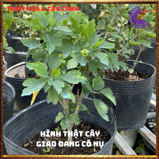 Hoa thiên quý tím cánh kép tuyệt đẹp hoa lạ giống mới hoa dâm bụt mới⏰Hoa Mười Giờ Bonsai & Phụ Kiện