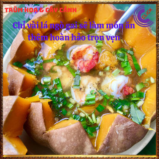Chậu rau mùi tàu hương thơm đặc biệt cho món ăn và là dược liệu quý ️️🥁MiMa market