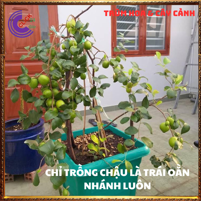 Cây Táo Thái Siêu Trái Ngọt Giòn Quả To Gấp 3 Lần Đang Có Hoa Rộ⏰ TRÙM HOA VÀ CÂY CẢNH