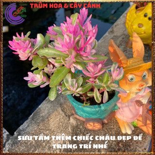 CẨM THẠCH LÁ HỒNG HẠNH PHÚC ĐẸP SÁNG BỪNG GÓC VƯỜN SIÊU XINH️💄 Siêu Thị Hoa