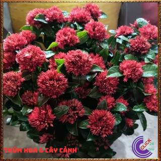 CHẬU HOA MẪU ĐƠN SEN BÔNG TRANG SEN CÁNH KÉP NỞ RẤT LÂU TÀN GIỐNG MỚI📒MiMa market