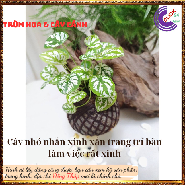 2 Chậu Cây Môn Đốm Trắng Mini Chậu Giao có nhiều cây tách ra rất hời⏰ Hoa Mười Giờ Bonsai & Phụ Kiện