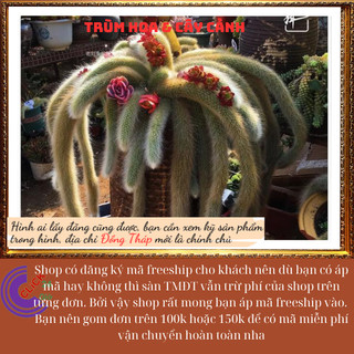 2 cây Xương rồng hồ ly đẹp mê hoặc, vẻ đẹp cổ tích cầu tình duyên ️️🥁 MiMa market
