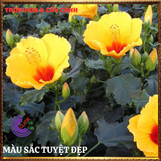 Chậu hoa râm bụt vàng tươi cánh đơn bông bụp thái đại hồng hoa cẩm quỳ⌛Siêu Thị Hoa Và Cây Giống