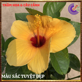 Cây hoa dâm bụt thái vàng mơ cánh đơn bông bụp đại hồng hoa cẩm quỳ to️💄Siêu Thị Hoa