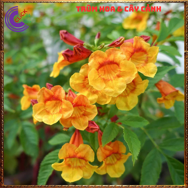 CHẬU HOA CHUÔNG CAM HOÀNG YẾN NỞ RỘ RỰC RỠ QUANH NĂM DỄ TRỒNG⏰ Hoa Mười Giờ Bonsai & Phụ Kiện