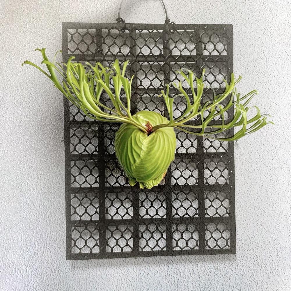 VVDZA Bảng treo trồng lan Dendrobium/Staghorn Fern, trang trí đen, nhựa
