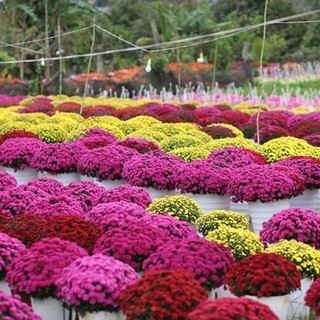 Hạt Giống Hoa Cúc Mâm Xôi Hàn Nhiều Màu - Trồng Tết bán cực chạy