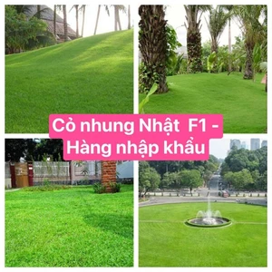 - Hạt giống Cỏ Nhung Nhật chuẩn {trồng cảnh qquan, sân vườn, dễ lên mầm)