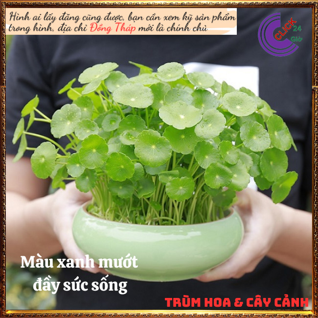 2 chậu cỏ đồng tiền để bàn may mắn xanh mướt xinh xắn rau má nhật⏰ TRÙM HOA VÀ CÂY CẢNH