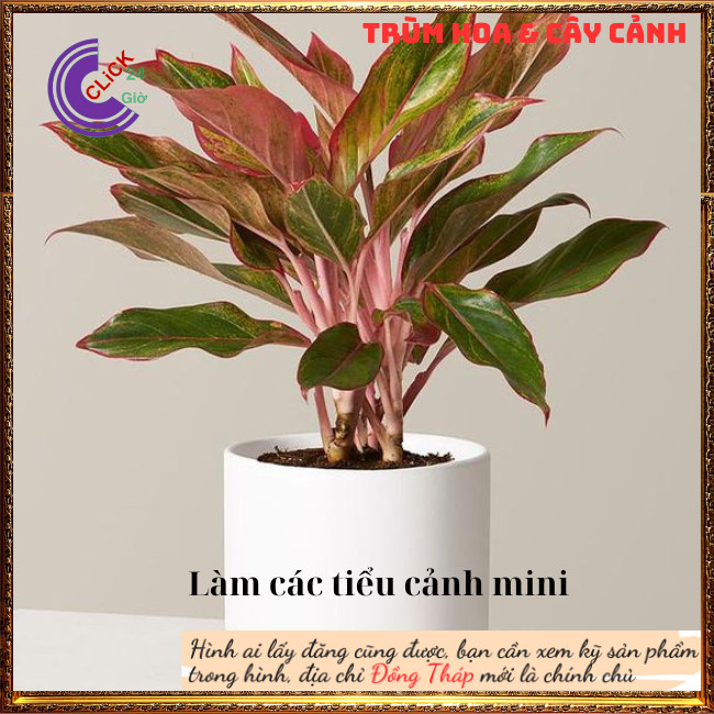 Chậu Cây Phú Qúy Đỏ phú Qúy Vàng Cây Trồng Trong Nhà Máy lọc không khí⏰Hoa Mười Giờ Bonsai & Phụ Kiện
