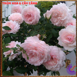 Chậu hoa hồng Nhật Misaki rose nguyên bản thơm hoa quả ngọt ngào ️💄Siêu Thị Hoa