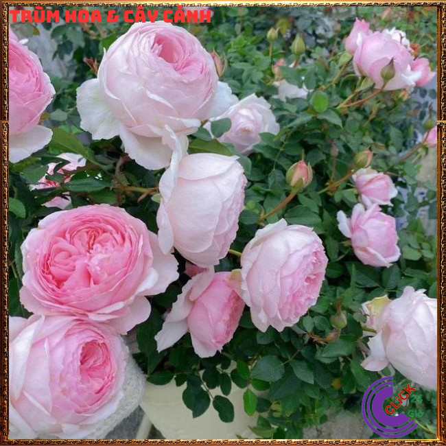 Chậu hoa hồng Nhật Misaki rose màu hồng kem thơm hoa quả ngọt ngào ⏰TRÙM HOA VÀ CÂY CẢNH