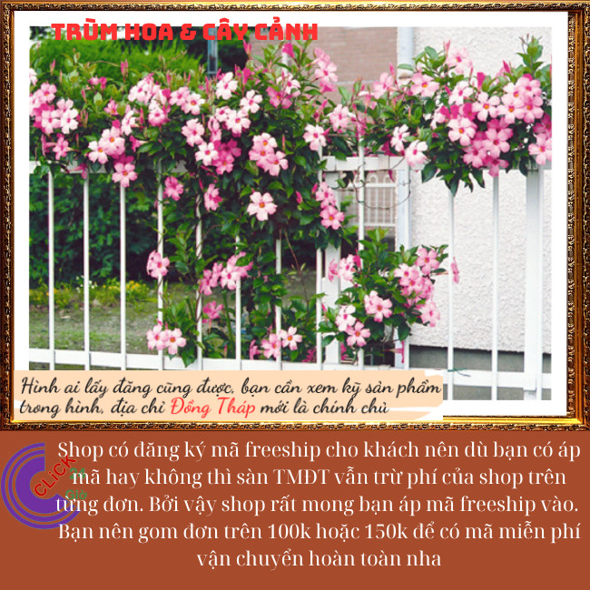 Chậu hoa trang đài hồng hoa hồng anh ngọt ngào dáng hoa loa kèn⏰ Hoa Mười Giờ Bonsai & Phụ Kiện