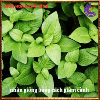 Chậu rau xá xị thơm ngon vừa là thảo dược quý nhà trồng siêu an toàn⌛ Siêu Thị Hoa Và Cây Giống