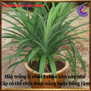 Chậu lá nếp thơm màu xanh thần thánh của mọi món ăn dược liệu tốt ️️🥁MiMa market