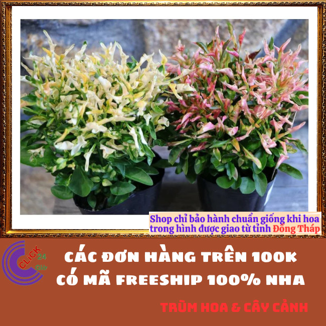 COMBO 2 CHẬU CÂY KỶ ĐỎ DỀN XANH MÀU SẮC ĐẸP SỐNG LÂU NĂM DỄ TRỒNG⏰Hoa Mười Giờ Bonsai & Phụ Kiện
