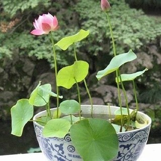 [CHÍNH HÃNG] - Hạt giống sen nhật Mini trồng làm cảnh cực xinh