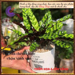 Chậu đuôi phụng để bàn có nhiều con sum mang lại may mắn tiền tài🕰Yêu Nhà Yêu Hoa