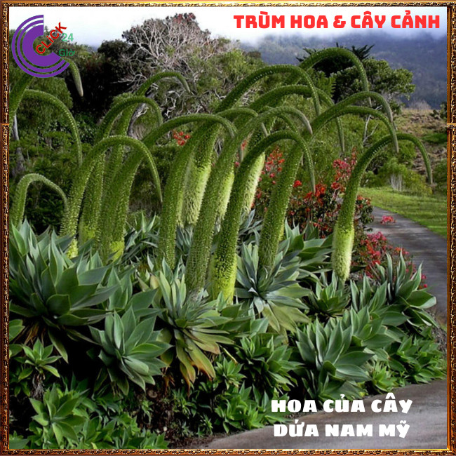 CÂY DỨA NAM MỸ MANG LẠI VẺ ĐẸP SANG TRỌNG, THẢO DƯỢC NHIỀU CÔNG DỤNG⏰ TRÙM HOA VÀ CÂY CẢNH
