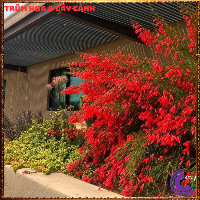 CHẬU CÂY XÁC PHÁO RŨ HOA LIỄU TƯỜNG LẠ MẮT RỰC RỠ QUANH NĂM ⏳ TRÙM HOA VÀ CÂY CẢNH