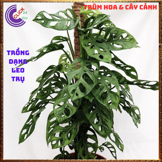 CHẬU CÂY TRẦU BÀ LỖ SIÊU LỌC KHÔNG KHÍ cây trong nhà không cần nắng️️🥁 MiMa market