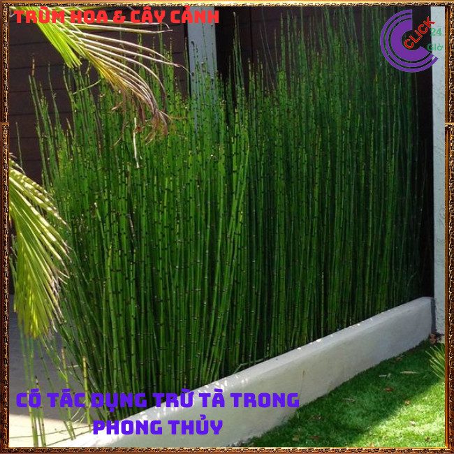 Chậu Cây Thiền Trúc cây cỏ tháp bút trồng làm hàng rào xua đuổi tà ma⏰ TRÙM HOA VÀ CÂY CẢNH