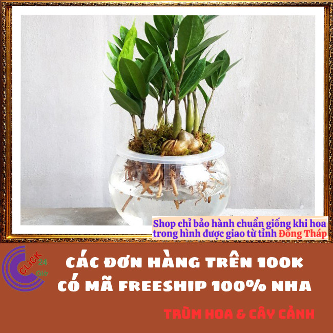 CHẬU CÂY KIM TIỀN NHỎ LÀM TIỂU CẢNH ĐỂ BÀN HÚT TÀI LỘC PHÚ QUÝ ⏰TRÙM HOA VÀ CÂY CẢNH