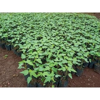HẠT F1 - Hạt Giống Đu Đủ siêu ngọt  ) - hàng cực chuẩn