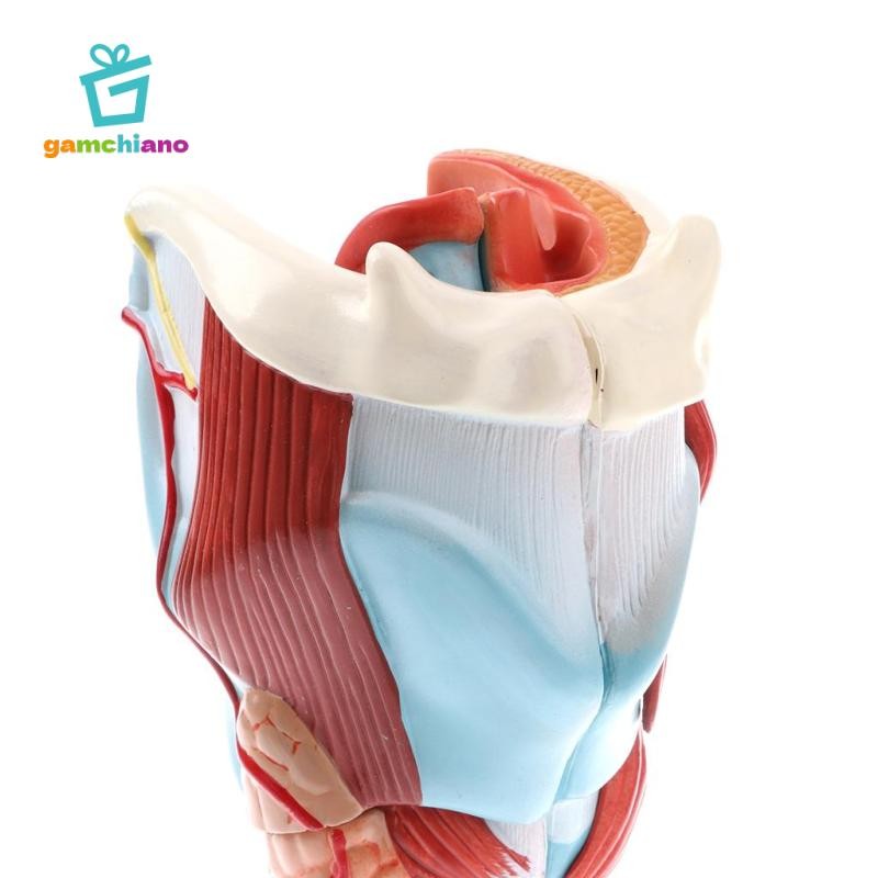 Gamchiano Magnification 2X Human Pharynx Larynx Model - 5 bộ phận có thể tháo rời, Đồ dùng sống động,