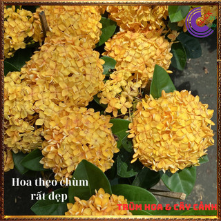 Hoa mẫu đơn vàng lá trung siêu đẹp rực rỡ hoa quanh năm dễ chăm sóc 📘 Siêu Thị Hoa Và Cây Giống