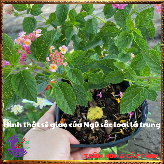 COMBO 9 CHẬU 9 MÀU HOA TRÂM ỔI RỰC RỠ THƠM NGÁT NGŨ SẮC TUYỆT ĐẸP⏳Hoa Mười Giờ Bonsai & Phụ Kiện