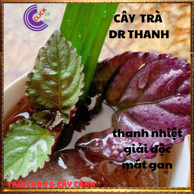 2 CHẬU CÂY TRÀ DR THANH THƠM NGON GIẢI ĐỘC BÁN TỰ CẢNH DỄ TRỒNG⏰TRÙM HOA VÀ CÂY CẢNH