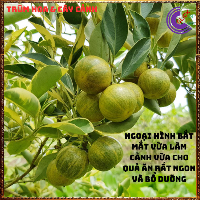 CHẬU TẮC CẨM THẠCH CAO TRÊN 50CM CÂY QUẤT, CÂY HẠNH THÁI SỌC ĐẸP ⏰ TRÙM HOA VÀ CÂY CẢNH