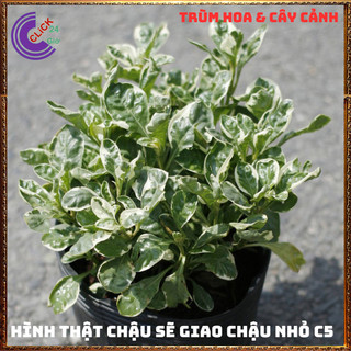 CHẬU CÂY CẨM THẠCH TRƯỜNG SINH THU HÚT TIỀN TÀI ĐEM LẠI MAY MẮN 💍SHOP PP ONLINE CLICK 24 GIỜ