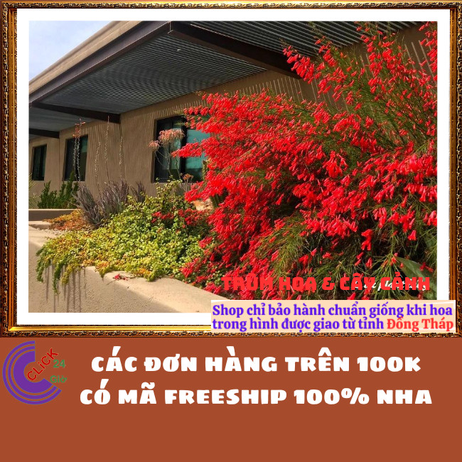 CHẬU CÂY XÁC PHÁO RŨ HOA LIỄU TƯỜNG LẠ MẮT RỰC RỠ QUANH NĂM ⏳ TRÙM HOA VÀ CÂY CẢNH