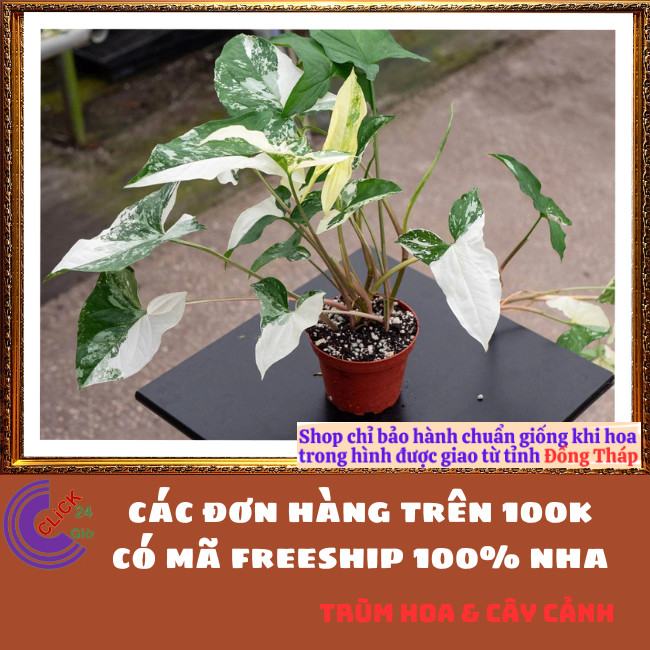 CHẬU CÂY TRẦU BÀ VÂN MÂY MỚI LẠ TRỒNG TRONG NHÀ LỌC KHÔNG KHÍ SIÊU TỐT⏰TRÙM HOA VÀ CÂY CẢNH