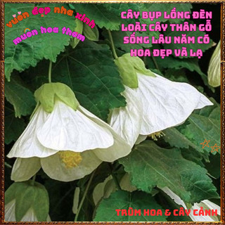Chậu Cây Hoa Bụp Lồng Đèn MÀU TRẮNG KEM nở quanh năm tuyệt đẹp mới lạ🍕Siêu Thị Hoa Và Cây Giống