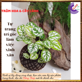 2 Chậu Môn Đốm Trắng Mini Chậu Giao có nhiều cây con, tách ra rất hời⌛ Siêu Thị Hoa Và Cây Giống