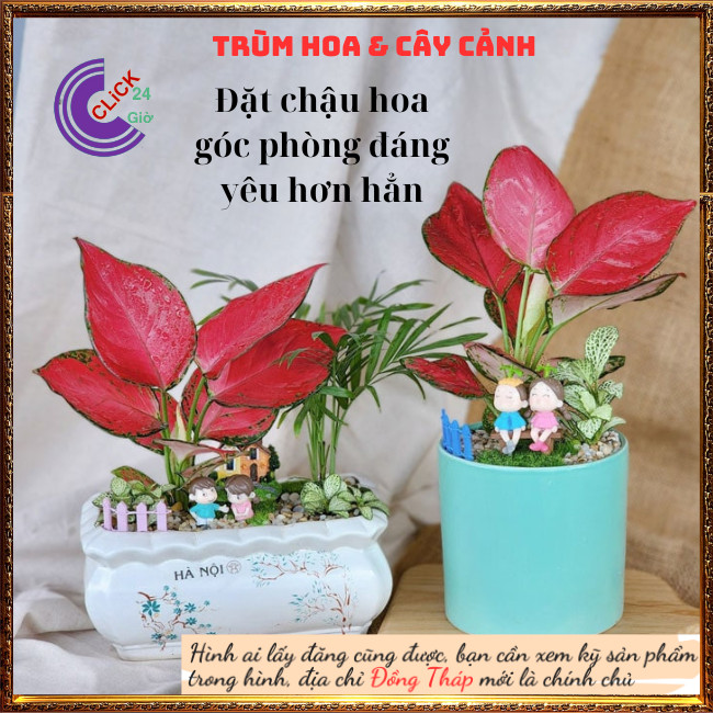 Cây Hồng Phát Lộc Đem Lại May Mắn Tài Lộc Để Bàn Lọc Không Khí ⏰ Hoa Mười Giờ Bonsai & Phụ Kiện
