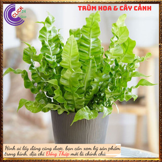 Cây ổ phụng dúng mới lạ mang đến sự yên ấm, bình yên trong gia đình⏰ Hoa Mười Giờ Bonsai & Phụ Kiện