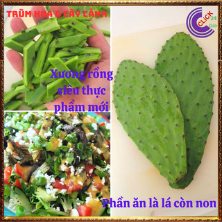 Cây xương rồng tai thỏ Nopal không gai nấu ăn được nhiều món ngon ⌛ Siêu Thị Hoa Và Cây Giống