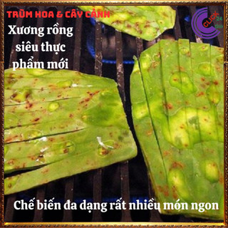 Cây xương rồng tai thỏ Nopal không gai nấu ăn được nhiều món ngon ⌛ Siêu Thị Hoa Và Cây Giống