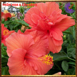 Chậu hoa râm bụt màu cam cánh kép bông bụp thái đại hồng hoa cẩm quỳ️️🥁MiMa market