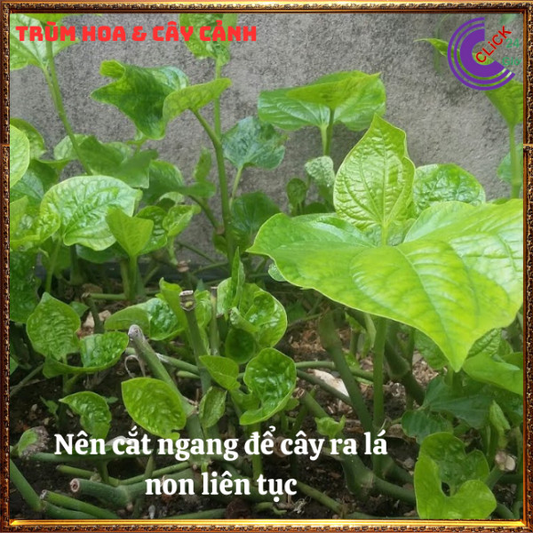 Chậu rau lá lốt hương vị thơm ngon ăn nên vị thuốc ⏰Hoa Mười Giờ Bonsai & Phụ Kiện