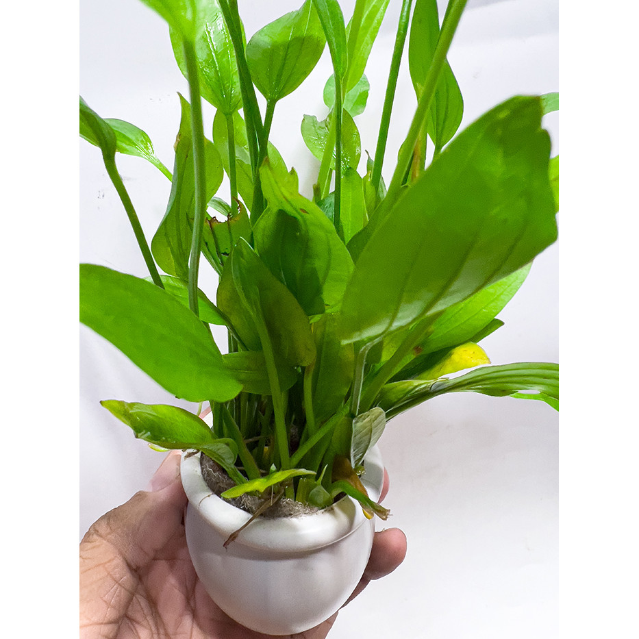 Lan Nước Chậu (Cây Thủy Sinh Dễ Trồng) Cho Bể Cá Cảnh
